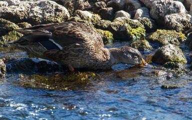 A duck is drinking water from a stream