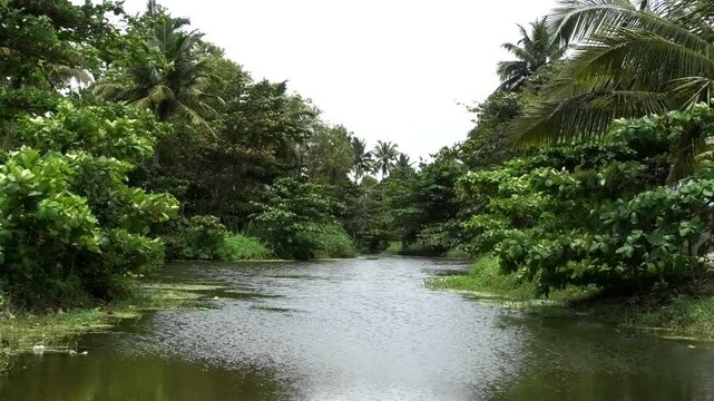 Beautiful Kerala landscape with full of trees and a river