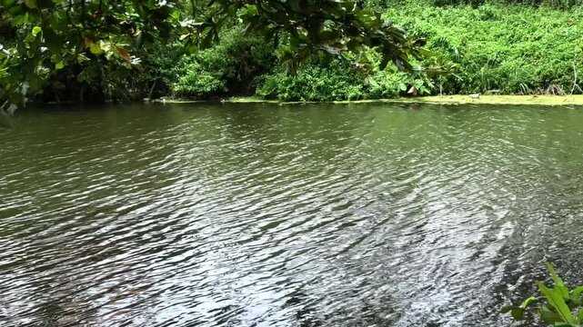 Beautiful Kerala landscape with full of trees and a river