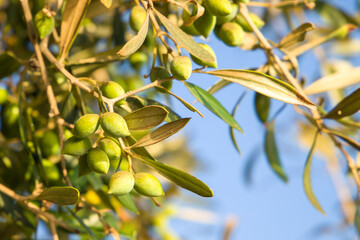 Olive tree branch with green olives. Olive grove.