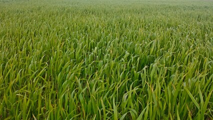 fields of crops lush green grass