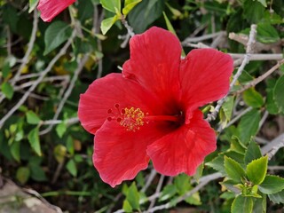 typical red tropical hibiscus flower