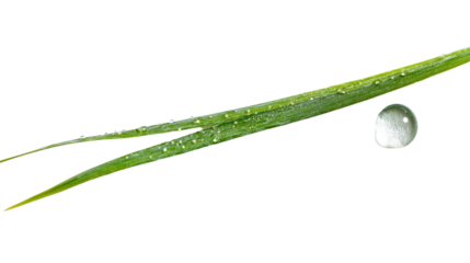 wet grass on a transparent background