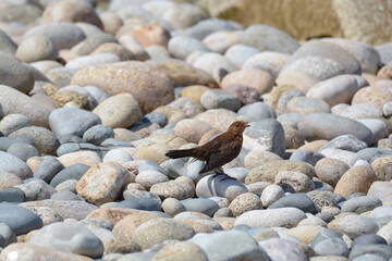 Oiseau dans les galets