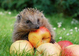 Cute hedgehog with fallen apples in autumn garden looking straight at the camera. Natural gardening...