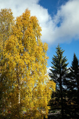 yellow birch tree leaves in autumn