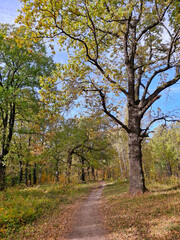 Obraz premium A path in the fall woods. Yellow-green leaves, blue sky, sunlight. Vertical photo.