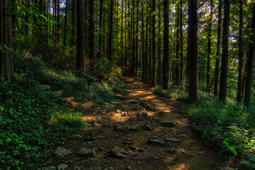 Summer Forest Pathway