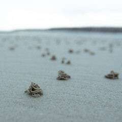 Worm casts on a beach