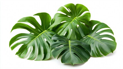 Tropical Monstera Deliciosa Leaves Isolated on White Background