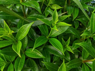 Green leaves are dense and grow well in tropical soil