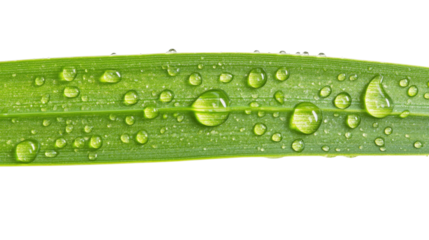 wet grass on a transparent background