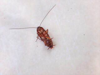 dead cockroaches upside down on the floor