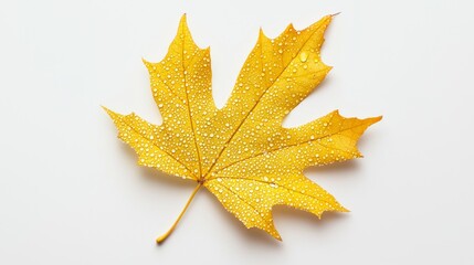 Vivid Golden Maple Leaf with Dew Drops on White Background