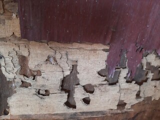 old wood rotted by termites