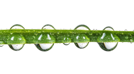wet grass on a transparent background