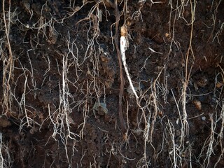 underground grassroots in the soil, grass with underground roots and soil