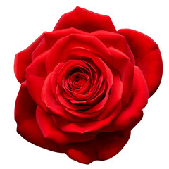 Red rose isolated on white background