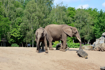 Beekse Bergen Olanda