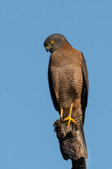 Brown goshawk, Accipiter fasciata, on a perch