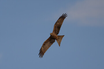 Black kite Milvus migrans