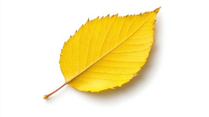 Ethereal Birch Leaf in Vibrant Yellow and Brown Tones on White Background
