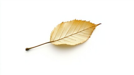 Naklejka premium Tranquil Birch Leaf in Vibrant Yellow and Brown Tones on White Background