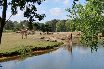 Beekse Bergen Olanda