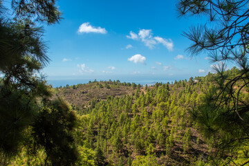 The view of the pine forests around 