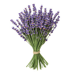 Fototapeta premium Lavender bouquet isolate