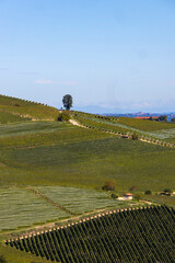 Landscape of Langhe and Monferrato vineyards