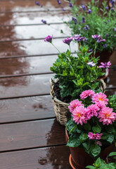 Dahlia, osteospermum, lavender and mint in clay pots on the terrace during the rain.