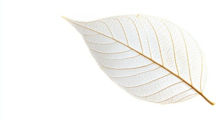 Botanical Beauty - Close-up of Vibrant Leaf Veins on White Background