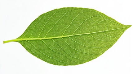 Macro Close-Up of Vibrant Leaf Veins on White Background