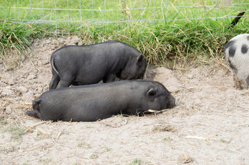 wildschwein