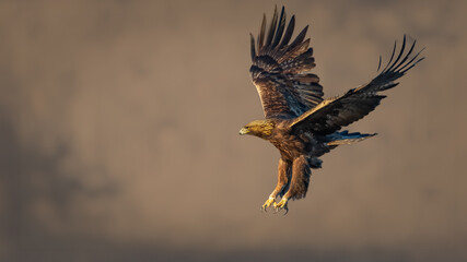 Golden eagle - Aquila chrysaetos