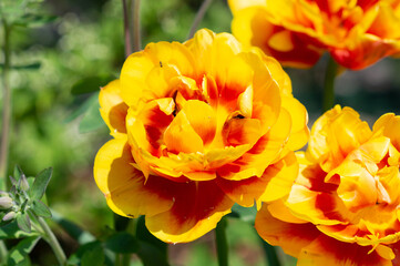 Fototapeta premium blume rose