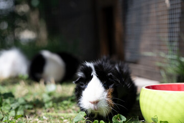 Meerschweinchen rosette tier Nager