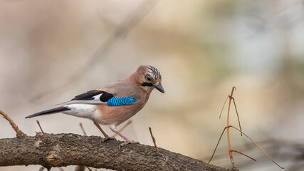 A thoughtful jay