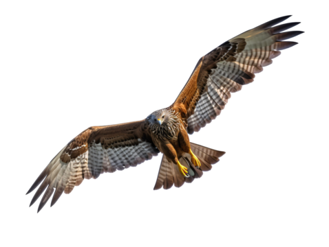 a bird flying in the sky