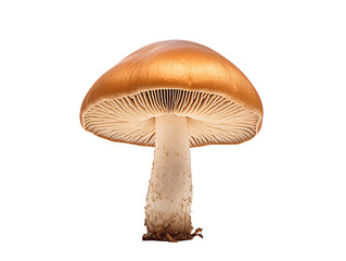 a mushroom with a brown cap