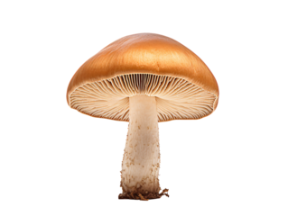 a mushroom with a brown cap
