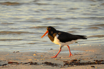 Pied oystercatcher Haematopus longirostris