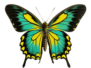 a close up of a butterfly