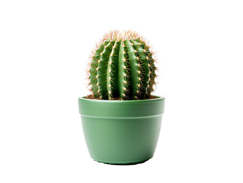 a cactus in a pot