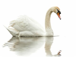 Fototapeta premium Elegant White Swan Swimming Gracefully in Calm Water Isolated On White Background