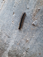 close up and flat lay of A centipede worm or millipede caterpillar on the wall. movement with orange black color and has thousand legs.