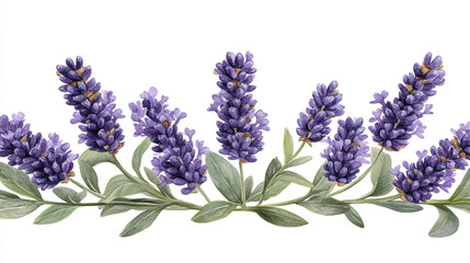 Obraz premium Beautiful lavender flowers with delicate purple petals and green leaves, perfect for floral designs and nature-inspired projects.