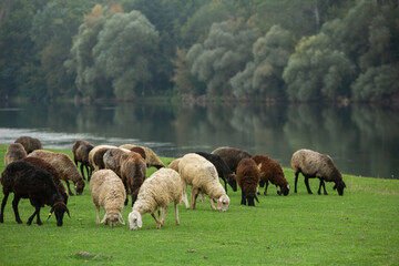 Beautiful rural landscape with green meadows and domestic animals in the Republic of Moldova. Country life with summer nature.