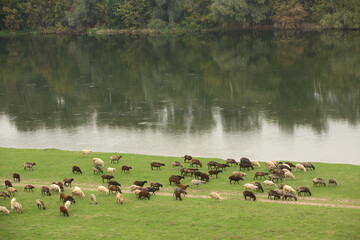 Beautiful rural landscape with green meadows and domestic animals in the Republic of Moldova....